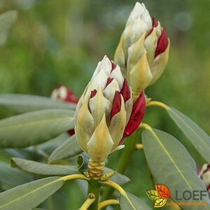 Rhododendron 'Red Jack' 50/60 C.  - afbeelding 2