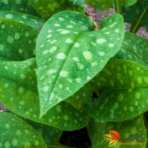 Pulmonaria officinalis 'Sissinghurst White C2