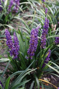 Liriope muscari 'Royal Purple' C2 - afbeelding 4