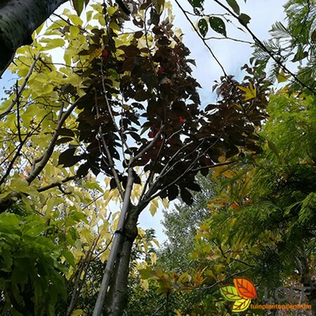 Prunus serrulata 'Kanzan' 12-14 W. - afbeelding 3