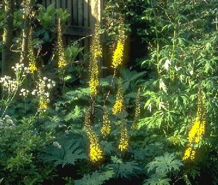 Ligularia przewalskii C2 - afbeelding 1