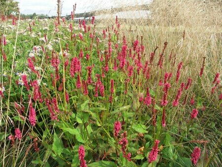 Persicaria 'Delgado Macho' P9 - afbeelding 2