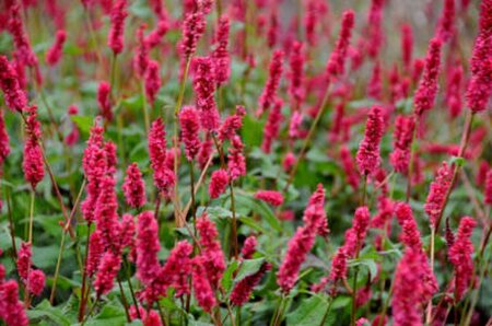 Persicaria a. 'JS Calor' P9 - afbeelding 1
