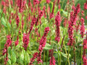 Persicaria a. 'JS Calor' P9 - afbeelding 2