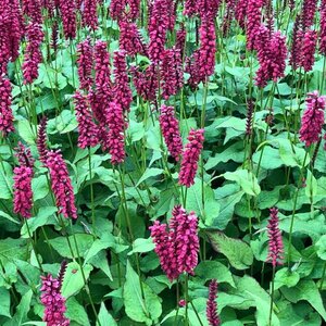 Persicaria a. 'JS Calor' P9 - afbeelding 3