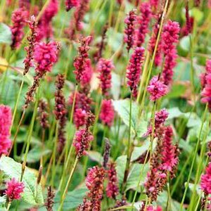 Persicaria a. 'JS Calor' P9 - afbeelding 4