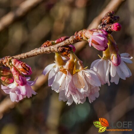 Prunus subhirtella 'Autumnalis Rosea' ST. 150 8-10 C.  - afbeelding 2
