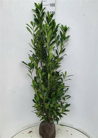 Prunus laurocerasus 'Caucasica' ST. 180 14-16 C. Lei - afbeelding 3