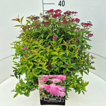 Spiraea japonica 'Anthony Waterer' C2 - afbeelding 10