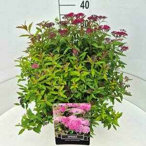 Spiraea japonica 'Anthony Waterer' C2 - afbeelding 10