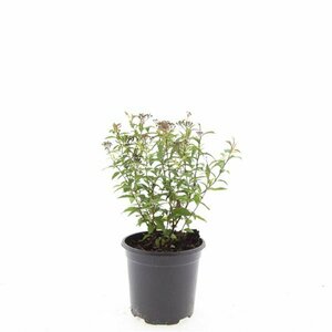Spiraea japonica 'Anthony Waterer' C2 - afbeelding 4