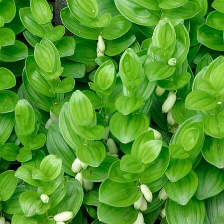 Polygonatum humile P9