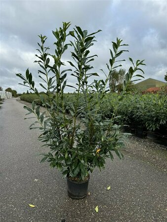 Prunus laurocerasus 'Caucasica' 12-14 C. HO. - afbeelding 2