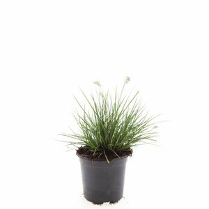 Pennisetum alopecuroides 'Little Bunny' C5 - afbeelding 6