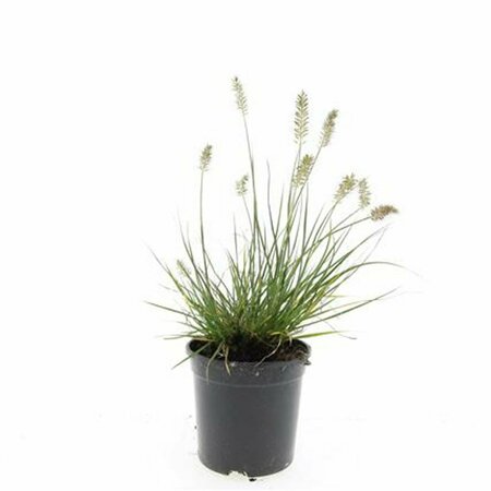 Pennisetum alopecuroides 'Little Bunny' C5 - afbeelding 7