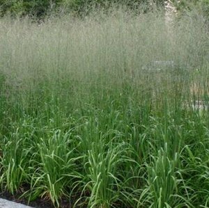 Molinia arundinacea 'Transparent' C2