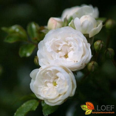 Rosa (H) 'Crystal Fairy' C3