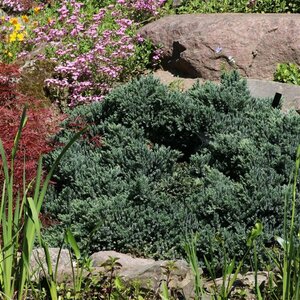 Juniperus squamata 'Blue Star' 25/30 C. - afbeelding 2