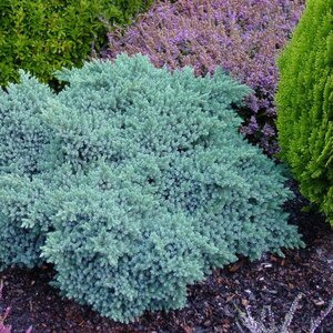 Juniperus squamata 'Blue Star' 25/30 C. - afbeelding 3