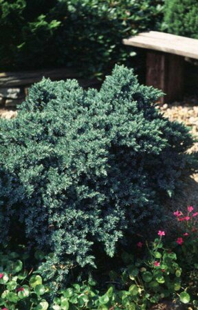 Juniperus squamata 'Blue Star' 25/30 C. - afbeelding 1