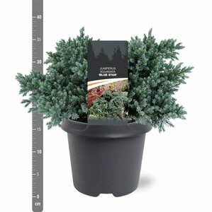Juniperus squamata 'Blue Star' 25/30 C. - afbeelding 7