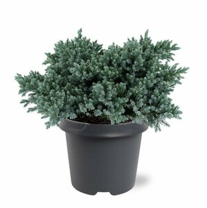 Juniperus squamata 'Blue Star' 25/30 C. - afbeelding 8