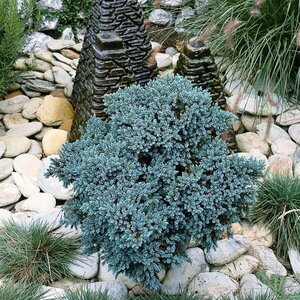 Juniperus squamata 'Blue Star' 25/30 C. - afbeelding 5