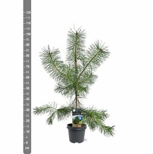 Pinus sylvestris 100/125 KL. - afbeelding 9