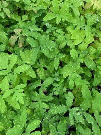 Onoclea sensibilis P9 - afbeelding 2