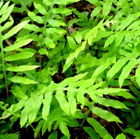 Onoclea sensibilis P9 - afbeelding 3