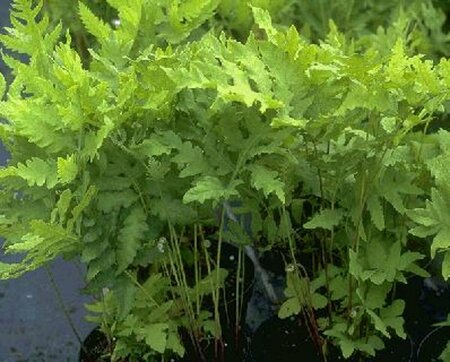 Onoclea sensibilis P9 - afbeelding 1