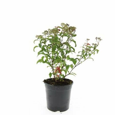 Spiraea japonica 'Crispa' C1.5 - afbeelding 2