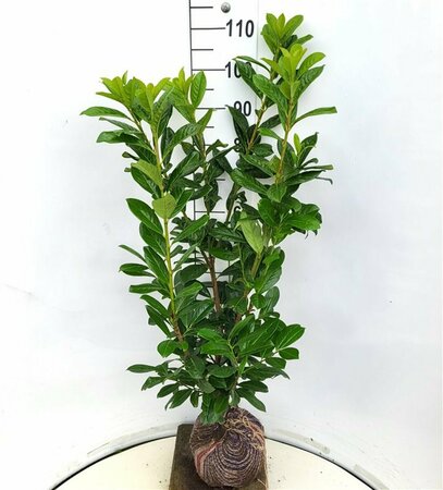 Prunus laurocerasus 'Novita' ST. 200 10-12 C. Lei - afbeelding 4