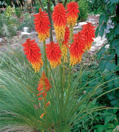 Kniphofia 'Papaya Popsicle' P9 - afbeelding 5