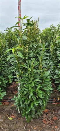 Prunus laur. Genolia 80/100 C. - afbeelding 3