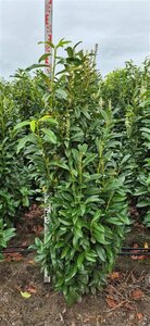 Prunus laur. Genolia 80/100 C. - afbeelding 3