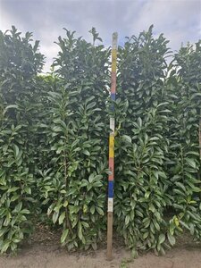 Prunus laur. Genolia 80/100 C. - afbeelding 5