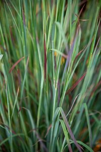 Schizachyrium scoparium 'Standing Ovation' C5