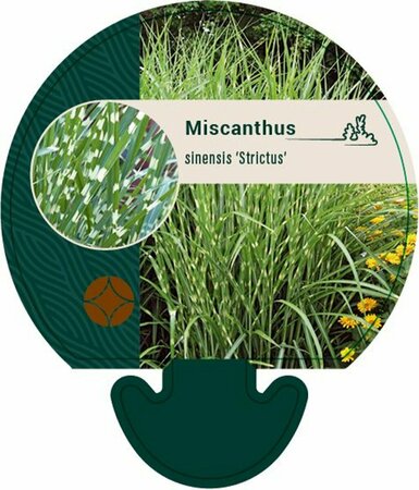Miscanthus sinensis 'Strictus' C5 - afbeelding 4
