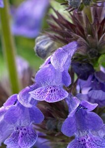 Nepeta nervosa 'Neptune' P9