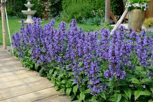 Nepeta nervosa 'Neptune' P9 - afbeelding 2