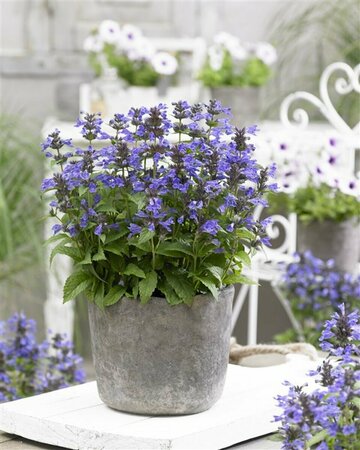 Nepeta nervosa 'Neptune' P9 - afbeelding 3