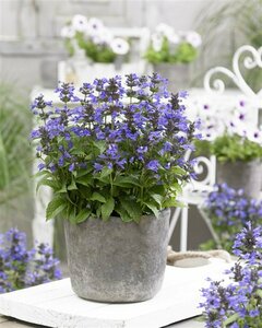 Nepeta nervosa 'Neptune' P9 - afbeelding 3