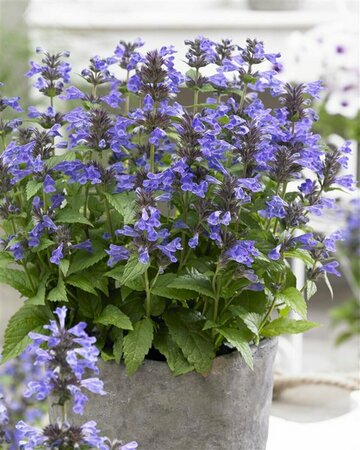 Nepeta nervosa 'Neptune' P9 - afbeelding 4