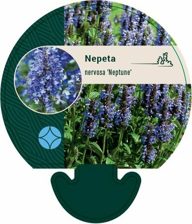 Nepeta nervosa 'Neptune' P9 - afbeelding 5