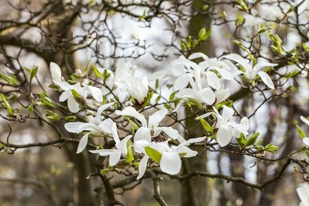 Magnolia kobus 8-10 C.  - afbeelding 3
