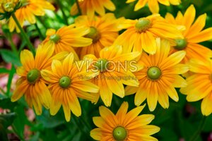 Rudbeckia hirta 'Prairy Sun' P9