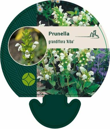 Prunella grandiflora 'Alba' P9 - afbeelding 4