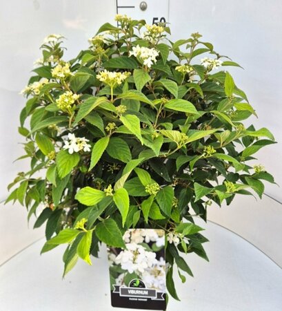 Viburnum plicatum 'Watanabe' 60/80 C. - afbeelding 2