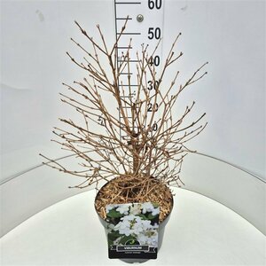 Viburnum plicatum 'Watanabe' 60/80 C. - afbeelding 3